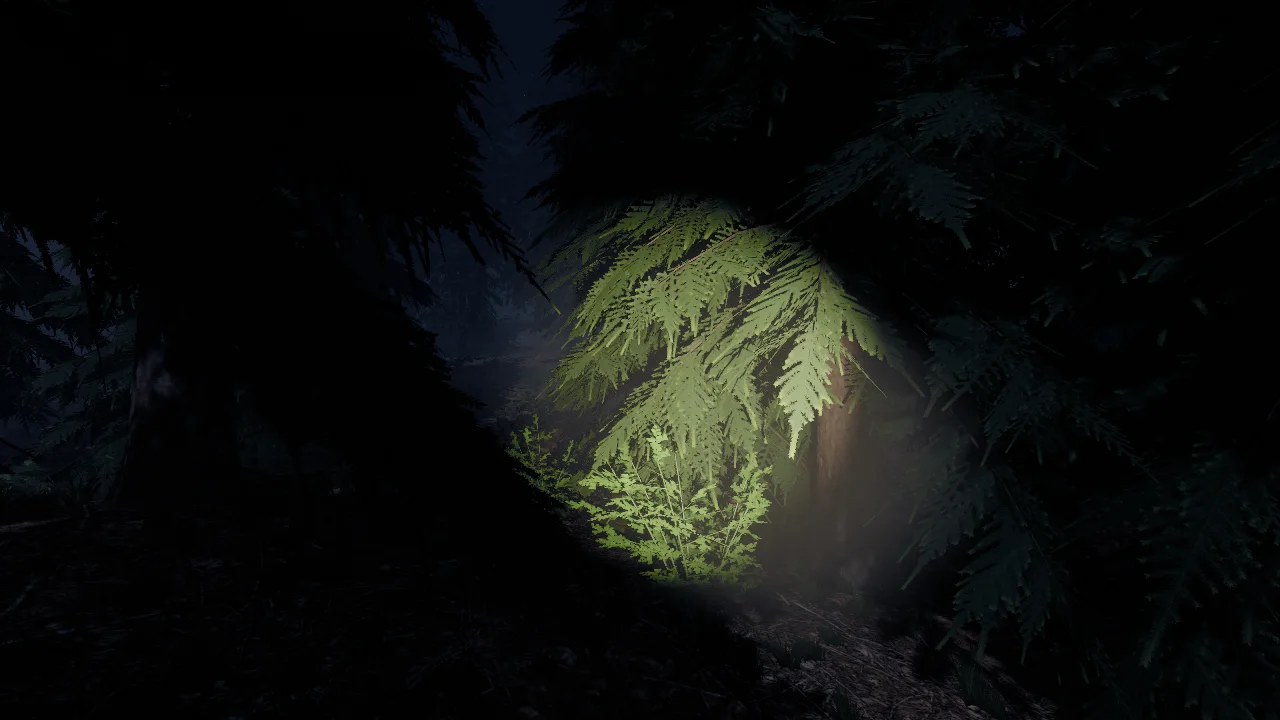 A flashlight beam picks out the green boughs of one young fir in otherwise black woods.